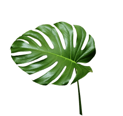 leaf